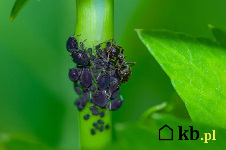 Mszyce i mrówka siedzące na roślinie, a także domowe sposoby na mszyce