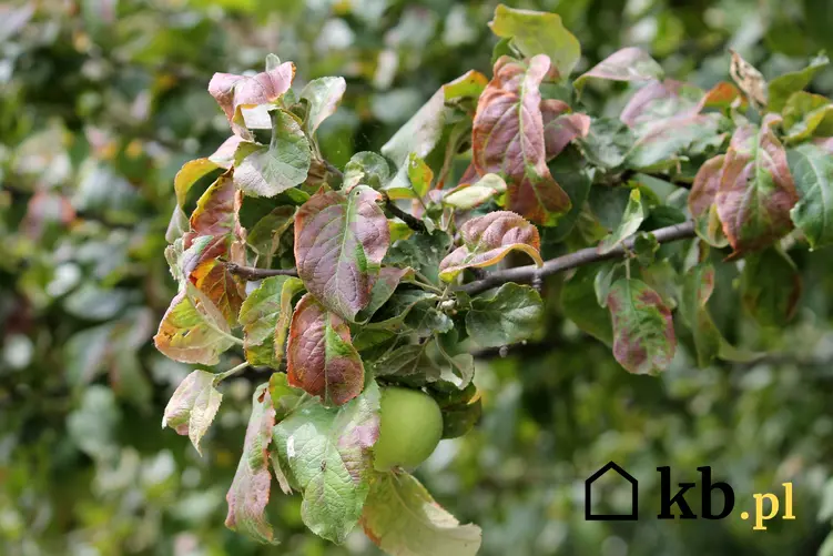 Porażone liście jabłoni, a także częste choroby jabłoni i zwalczanie chorób