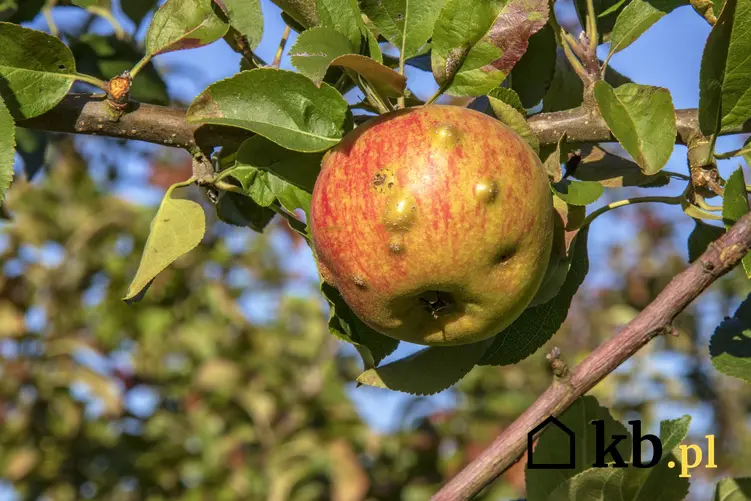 Owoce i liście jałoni porażone przez choroby jabłoni, parch jabłoni, a także zwalczanie chorób