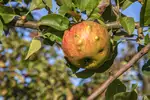 Choroby jabłoni: rodzaje, objawy, zwalczanie