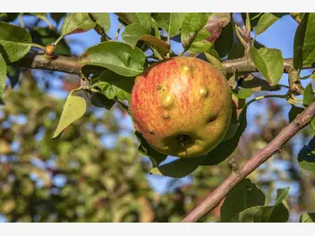 Ilustracja artykułu 5 najczęstszych chorób jabłoni - rodzaje, objawy, zwalczanie