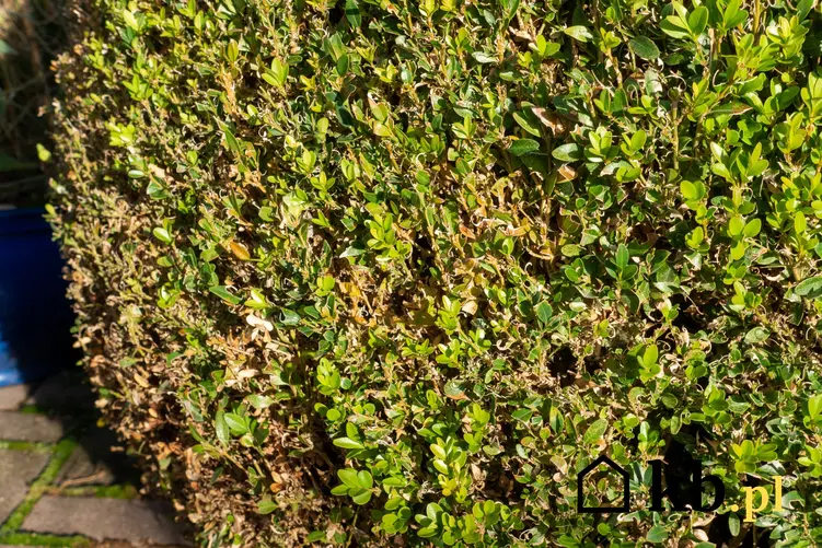 Porażone liście bukszpanu w ogrodzie, czyli szkodniki i choroby bukszpanu