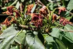 Choroby rododendronów i ich zwalczanie