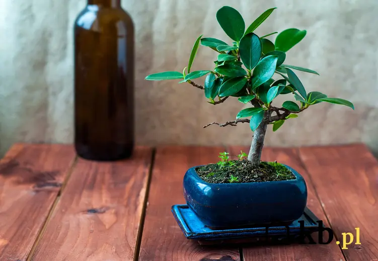 Fikus bonsai, ficus bonsai na drewnianym stole, a także cena drzewek bonsai