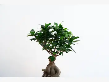 Ilustracja artykułu fikus bonsai (bonsai ficus) - cena, pielęgnacja, porady