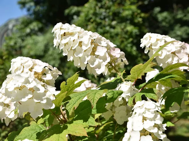 Hortensja dębolistna - odmiany i pielęgnacja