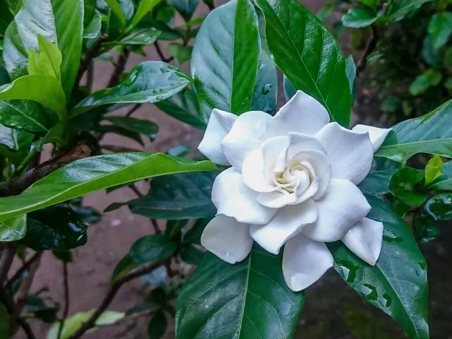 Gardenia - odmiany, uprawa, pielęgnacja