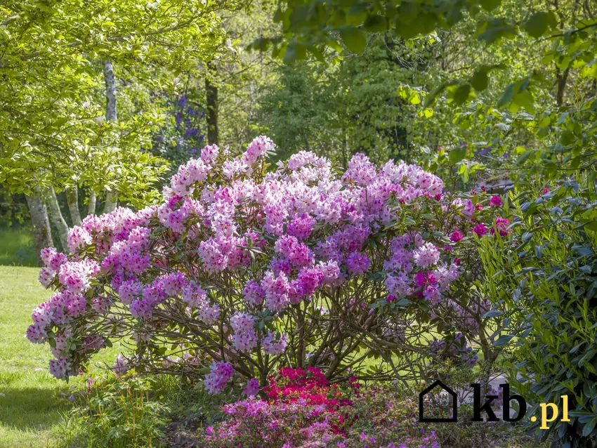 Przesadzanie rododendronów w ogrodzie