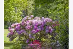 Przesadzanie rododendronów: kiedy i jak