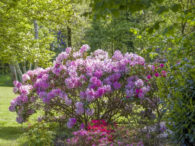 Przesadzanie rododendronów: kiedy i jak