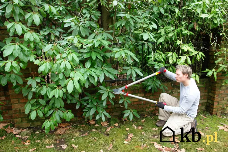 Przycinanie rododendronów przez mężczyznę w ogrodzie, a także pielęgnacja i cięcie rododendronów
