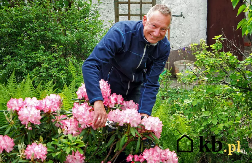 Przycinanie rododendronów przez mężczyznę