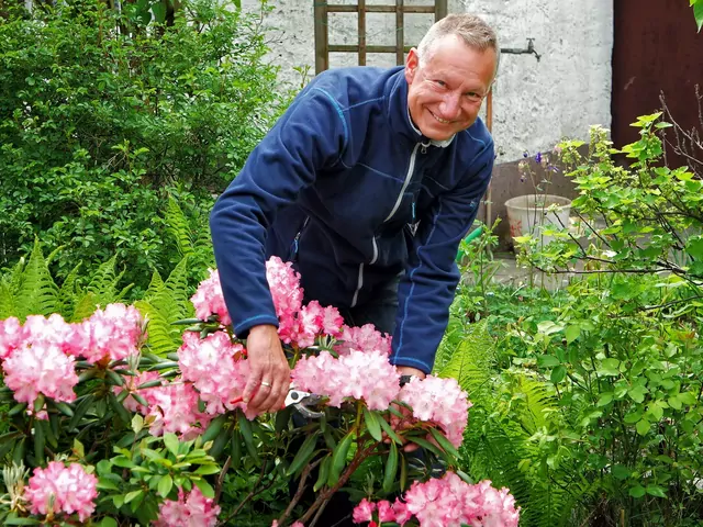 Przycinanie rododendronów: metody i terminy