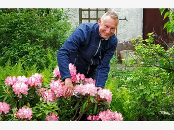 Ilustracja artykułu przycinanie rododendronów krok po kroku - terminy, metody, porady