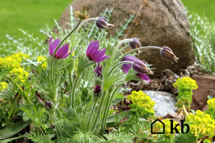 Kwiat sasanka zwyczajna w ogrodzie w czasie kwitnienia oraz jej uprawa i pielęgnacja