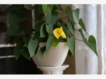 Ilustracja artykułu kwiat kalia doniczkowa - sadzenie, uprawa, pielęgnacja w domu