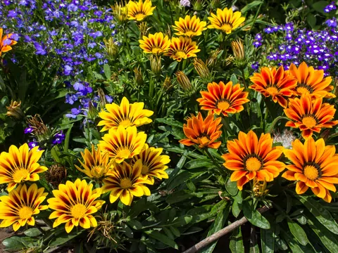 Gazania: odmiany, uprawa, kwitnienie
