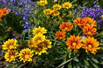 Gazania: odmiany, uprawa, kwitnienie