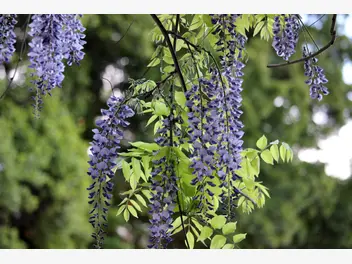 Ilustracja artykułu glicynia chińska (wisteria) – odmiany, sadzenie, uprawa, wymagania