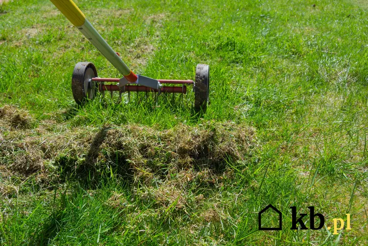 Mech w trawniku oraz grabie, a także sposoby na zwalczanie mchu na trawniku