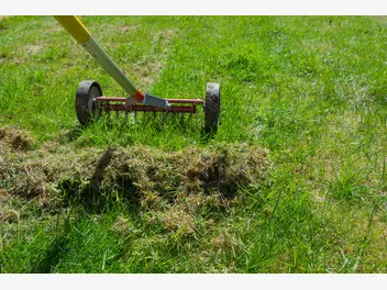 Ilustracja artykułu mech na trawniku i na kostce brukowej – jak go usunąć? poradnik