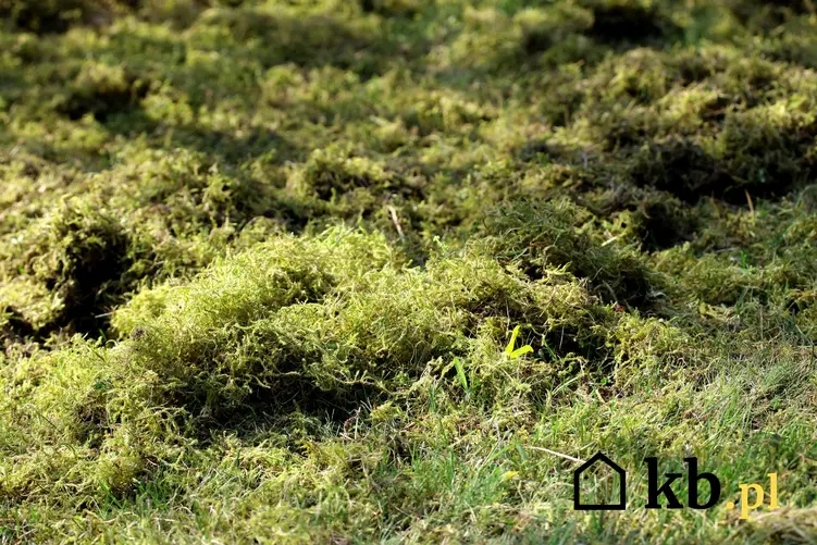 Mech w trawniku, a także skuteczne zwalczanie mchu na trawniku krok po kroku