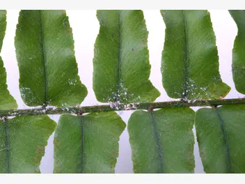 Ilustracja artykułu zwalczanie wełnowców na roślinach doniczkowych – 5 najlepszych metod