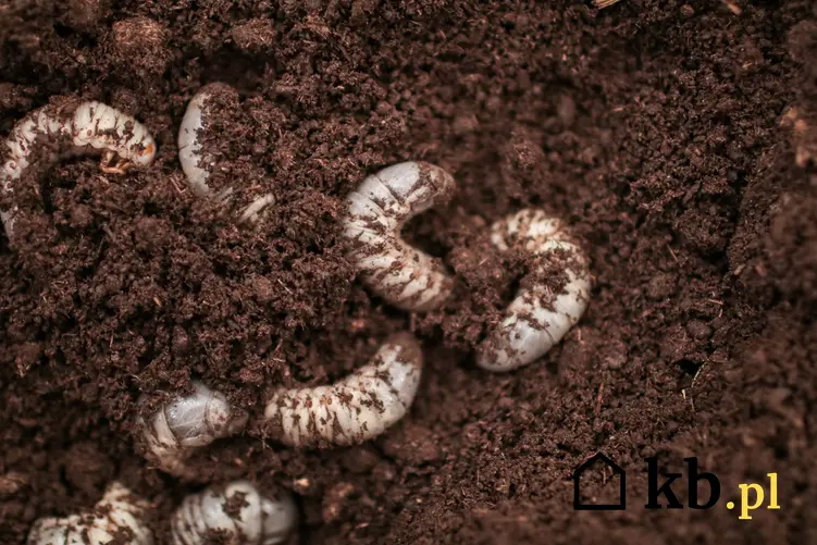 Opuchlaki i ich larwy w ziemi, a także opuchlak truskawkowiec i jego zwalczanie chemiczne