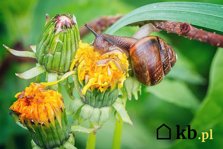 Ślimak siedzący na żółtym kwiatku, a także porady, jak zlikwidować ślimaki w ogrodzie