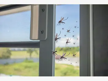 Ilustracja artykułu owady latające w domu – jak się ich pozbyć? sprawdź!
