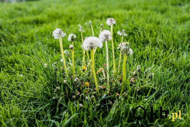 Chwasty na trawniku, czyli chwasty w trawie i sposoby i metody na zwalczanie chwastów na trawniku