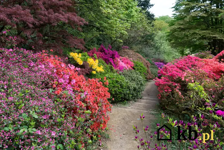 Piękny ogród i azalia wielkokwiatowa w czasie kwitnienia, a także uprawa i pielęgnacja