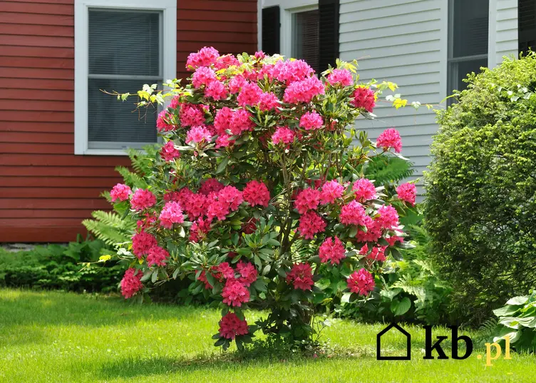 Krzew azalia wielkokwiatowa w ogrodzie w czasie kwitnienia, a także uprawa rododendronu