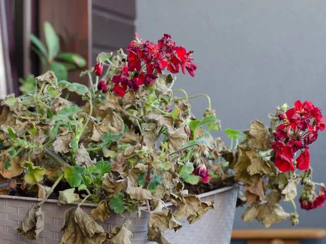 Choroby pelargonii i zapobieganie