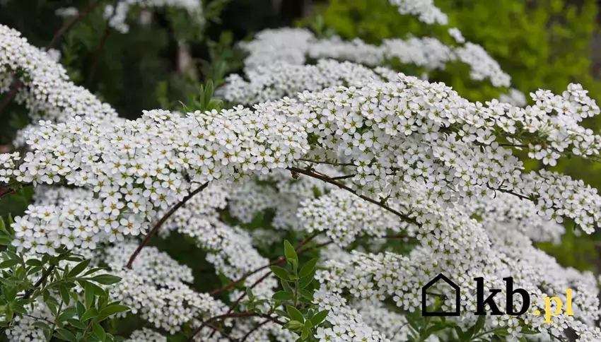 Kwitnący krzew tawuły białej