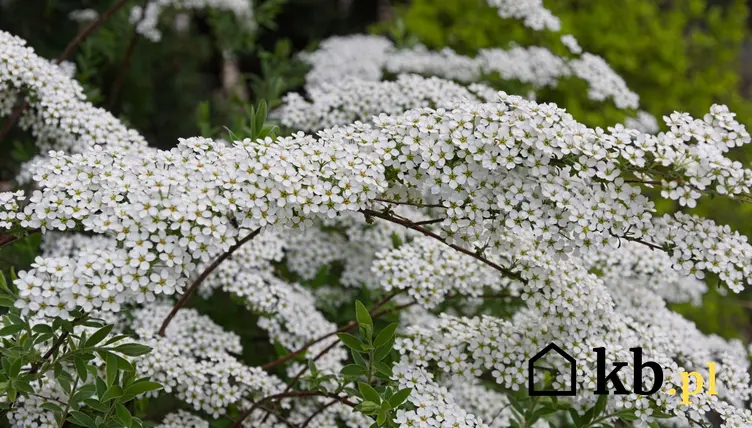 Krzew tawuła biała w czasie kwitnienia w ogrodzie, a także jego uprawa i pielęgnacja