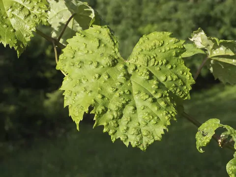 Najczęstsze choroby winorośli i zwalczanie