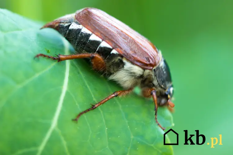 Szkodnik chrząszcz majowy na zielonym liściu, a także zwalczanie chrząszcza majowego