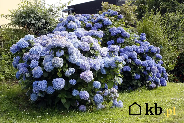 Niebieska hortensja w czasie kwitnienia w ogrodzie, a także wymagania i ziemia do hortensji