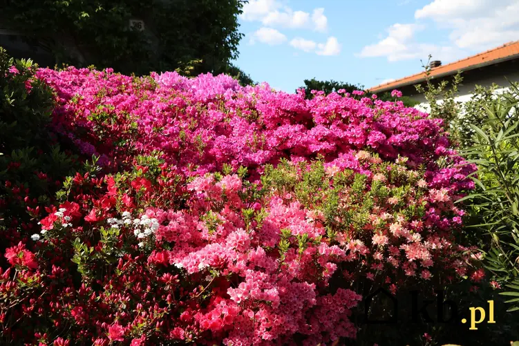 Kwitnący w ogrodzie różanecznik japoński, a także rododendron japoński i jego uprawa