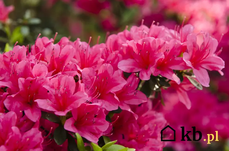 Krzew różanecznik japoński w czasie kwitnienia, a także rododendron japoński i jego wymagania