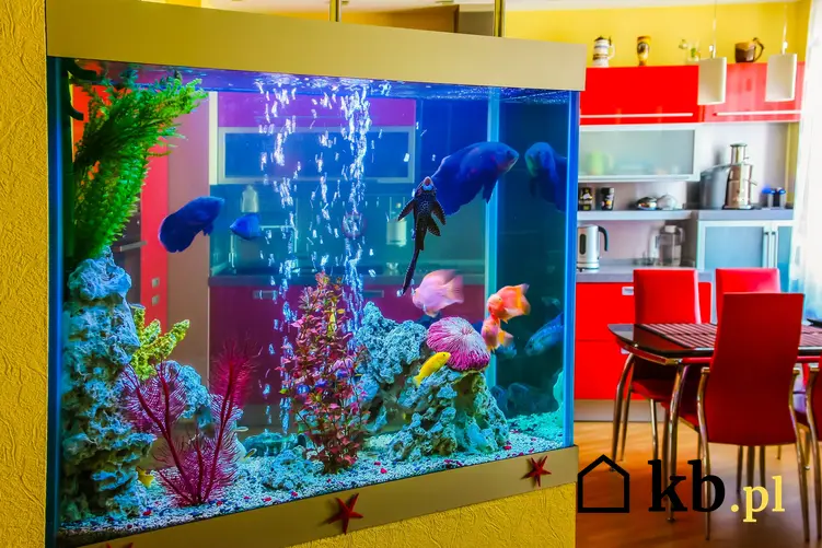 Kolorowe akwarium wbudowane w ścianę, a także akwarium w ścianie, jak zrobić akwarium w ścianie