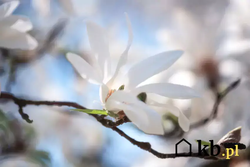 Kwiat magnolii kobus w ogrodzie