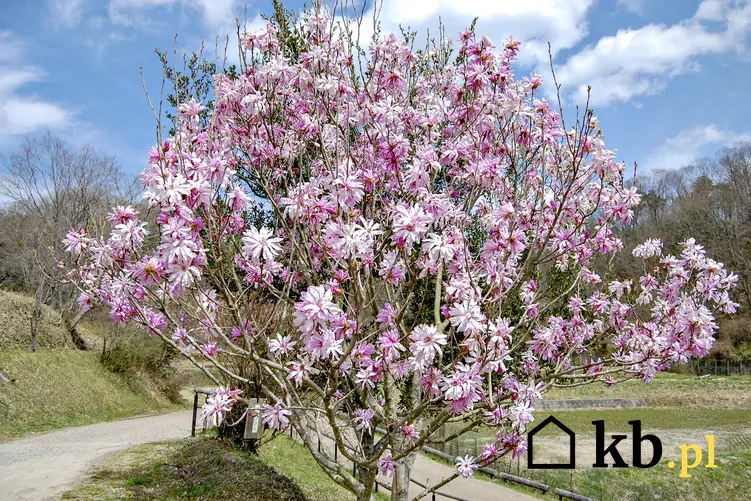 Krzew magnolia japońska, magnolia kobus w czasie kwitnienia, a także jej uprawa i pielęgnacja