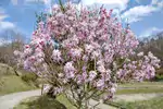 Magnolia Kobus - uprawa i porady
