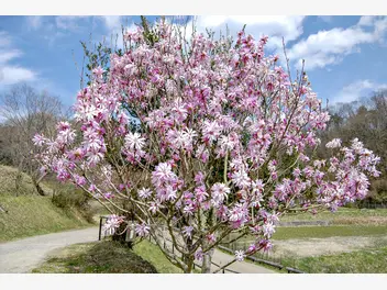 Ilustracja artykułu magnolia kobus (magnolia japońska) - uprawa krok po kroku, ceny, porady