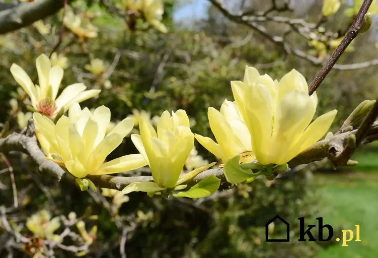 Krzew magnolia żółta w czasie kwitnienia, a także jej uprawa i pielęgnacja oraz odmiany