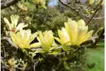 Magnolia żółta - odmiany, uprawa, ceny