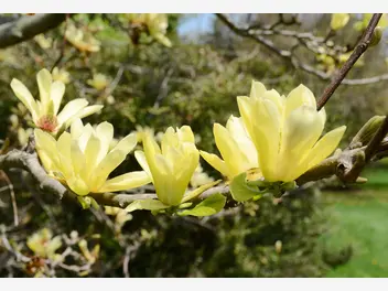 Ilustracja artykułu magnolia żółta bez tajemnic - odmiany, uprawa i pielęgnacja, ceny