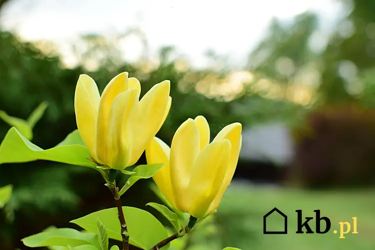 Magnolia żółta i zbliżenie na kwiat, a także sadzenie, uprawa, pielęgnacja i odmiany